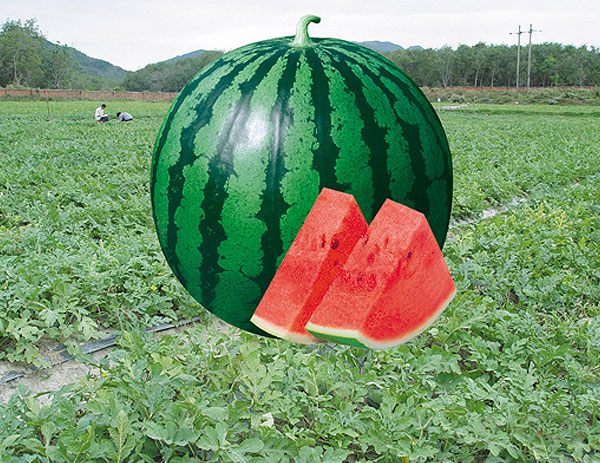 苏星058