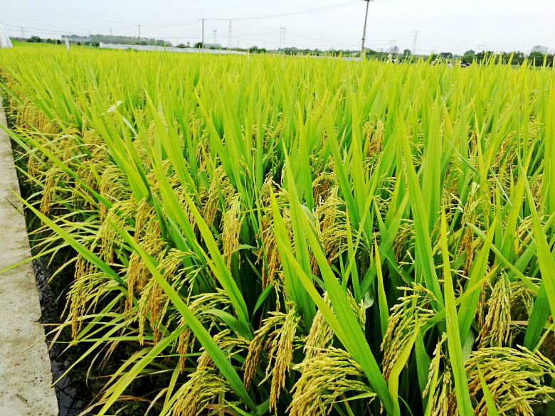 热烈祝贺公司选育的杂交中籼"赣优735","荃9优063"和常规粳稻"连粳16"